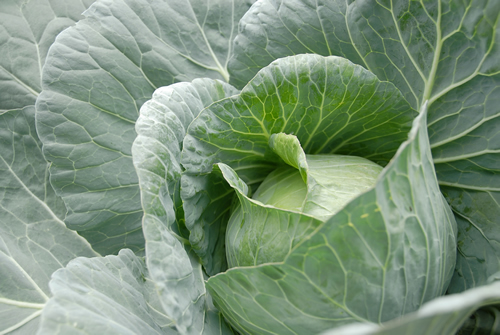 Photo: herbalextractsplus.com