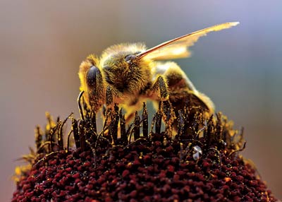 bees-pollen-flower