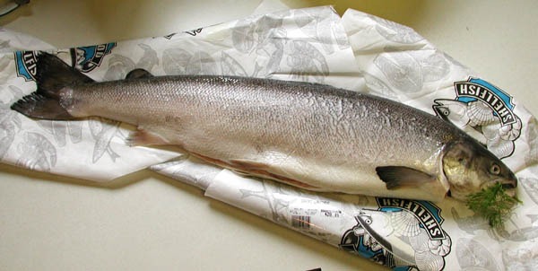 salmon1