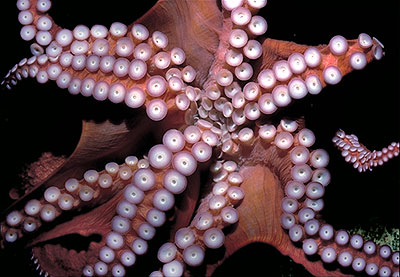 Octopus; Forrás: Smithsonian 