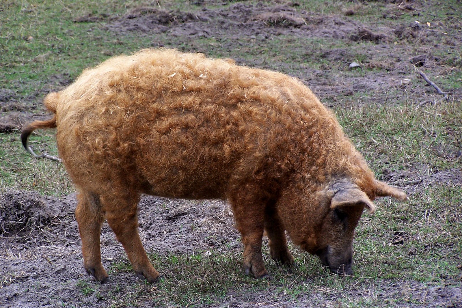 59-mangalitza-wollschwein