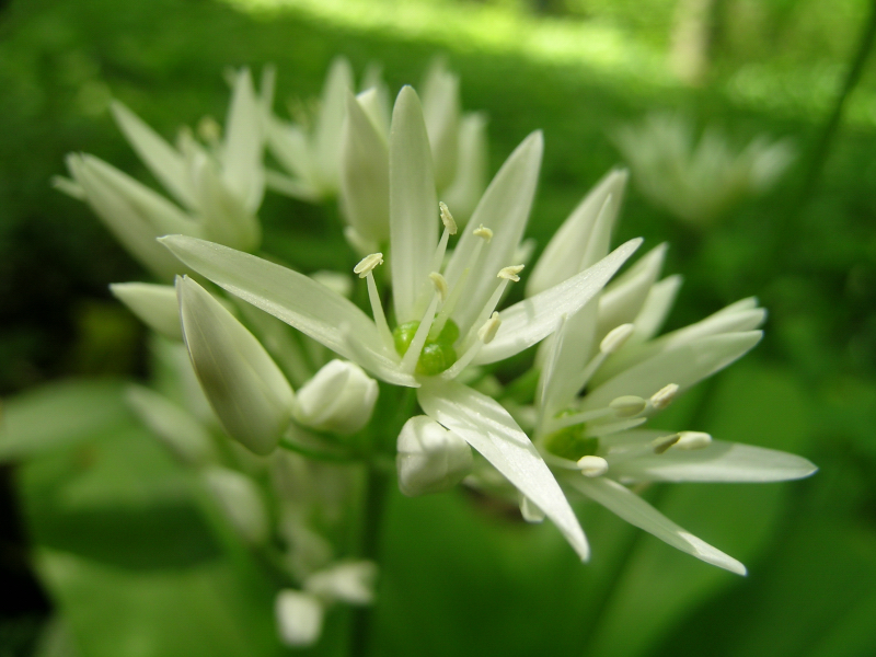 Allium ursinum L. (Medvehagyma), Forrás: plant