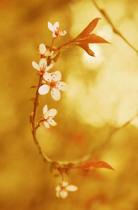 Cseresznyevirág: Photo: Wei Liu