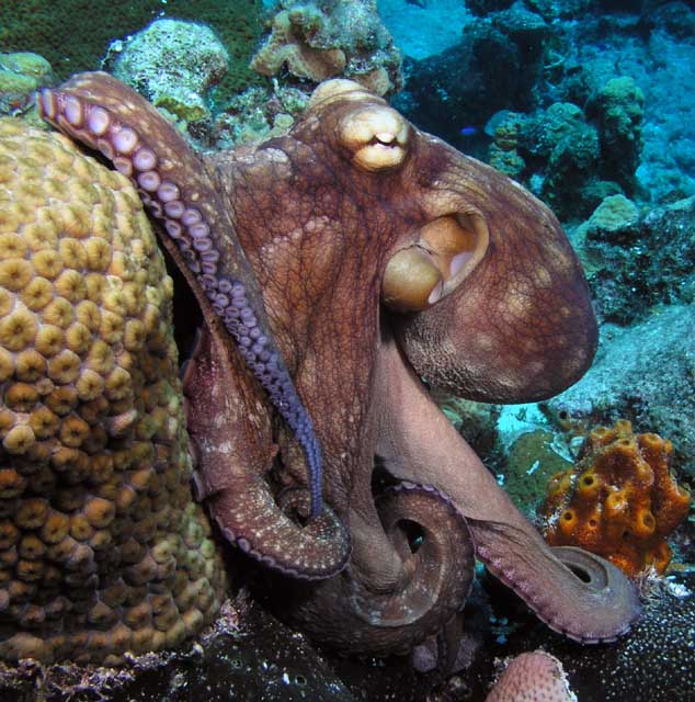 Octopus, Forrás:  chemistry.csudh.edu