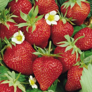 Eper, Forrás: strawberryplanters.net