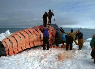 Gröndlandi bálna darabolása