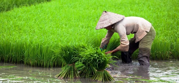 Vietnami rizsföld