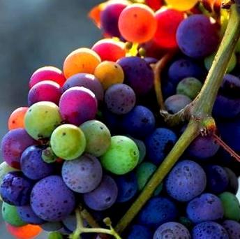Grapes-colors