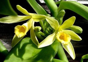 Vanilla-Orchid-.jpeg