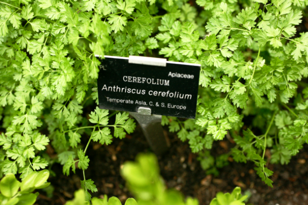 Turbolya (Anthriscus cerefolium) (Forrás: garden.rcplondon.ac.uk)