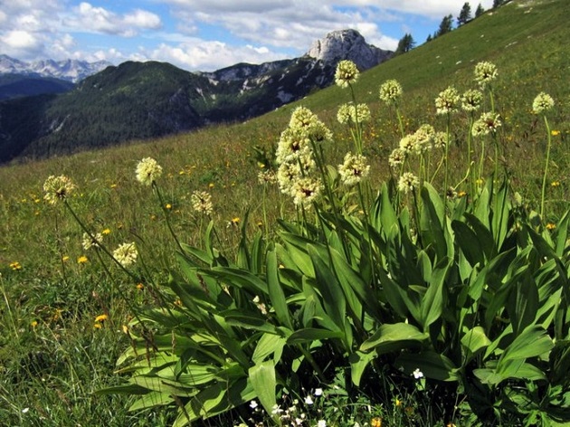 Győzedelmes hagyma, vagy Havasi hagyma (Allium victorialis) (Forrás: wikipedia)