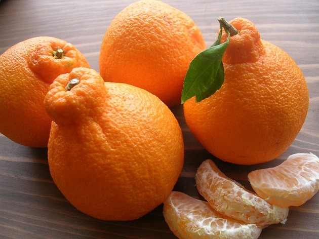Dekopon mandarin-narancs (Japán)