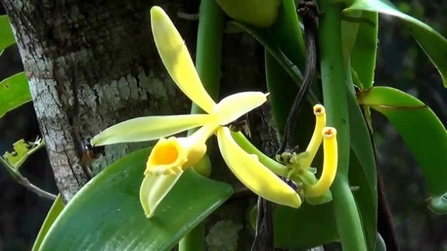 Vanília (Vanilla planifolia) - a konyhában használt, illatos vanília is ízfokozó hatású