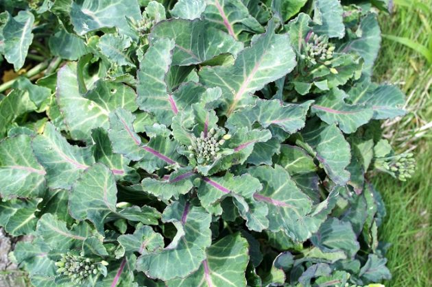 Vadkáposzta (Brassica oleracea)