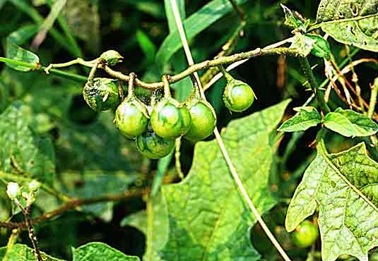 A 13 vadparadicsom faj közül a perui vadparadicsom (Solanum peruvianum)