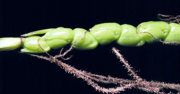 Teosinte - vadon élő kukorica ős (Zea diploperennis)