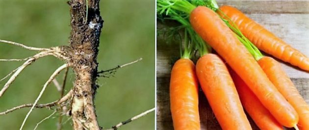 A vadon növő és a termesztett sárgarépa