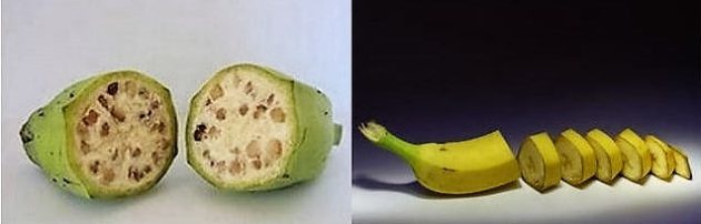 Vad és modern banán