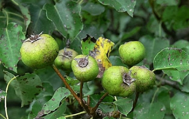 A vadkörte (Pyrus pyraster) termése
