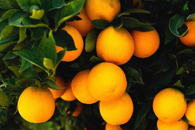 Oranges Growing on Tree