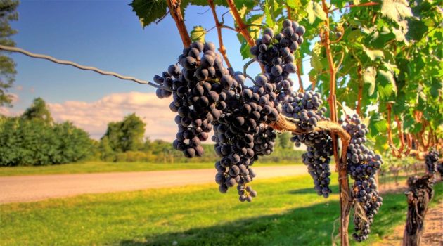 A globális felmelegedés hatása a szőlőre és borra