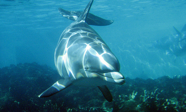 A halakat egészben lenyelő delfinekben az édes mellett, már az umami, és a keserű íz érzékelésére alkalmas működő receptorok is hiányoznak.