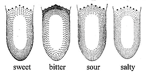 Hänig (1901) ábrája. A pontok sűrűsége a nyelv különböző területein az egyes ízek (édes, keserű, savanyú, sós) érzékelésének relatív intenzitását mutatja, függetlenül más ízek intenzitásától, ami miatt a négy kép valójában nem összevethető.