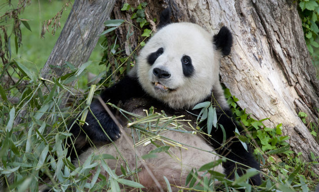 Óriás Panda (Kína)