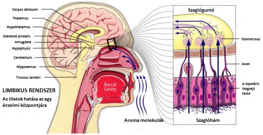 A szaglás és a limbikus rendszer kapcsolata