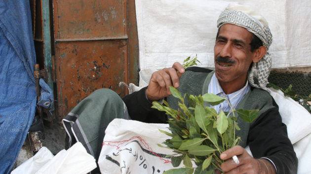 A khat cserje friss leveleit rágcsáló jemeni férfi