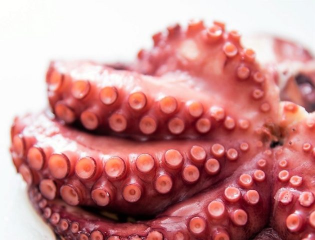 osctopus