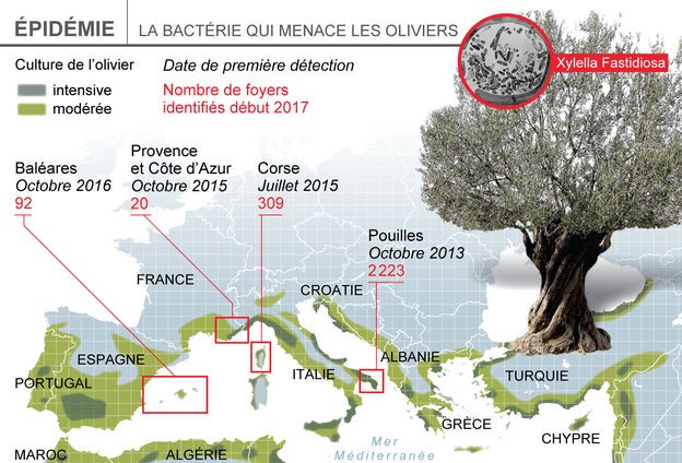 A Xylella fastidiosa különböző alfajainak felbukkanása Európa olívaolaj ligeteiben