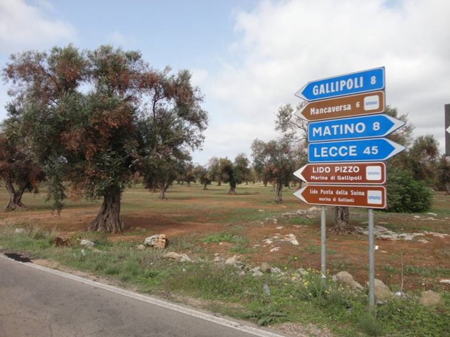 Fertőzött olajfák Pugliaban