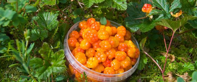 Finnország legértékesebb gyümölcse a mocsarakban és sűrű erdőkben növő mocsári hamvas szederrel (lakka).