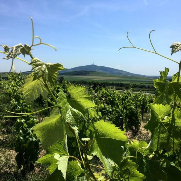A Disznókő Tokaj szőlői, háttérben az 512 méter magas tokaji Kopasz-hegy