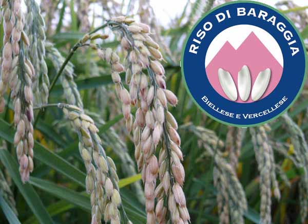 Baraggia Biellese e Vercellese DOP rizs