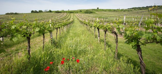 Amíg Ausztriában a szőlőterületek 15%-a állt át a bioművelésre. Magyarországon ugyanez szám alig 2%.