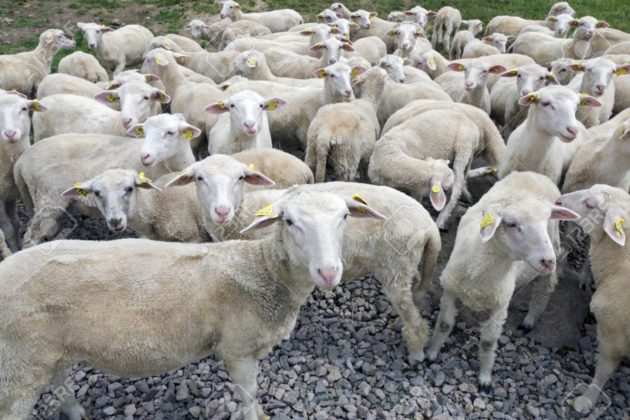 Egyéves bárányok